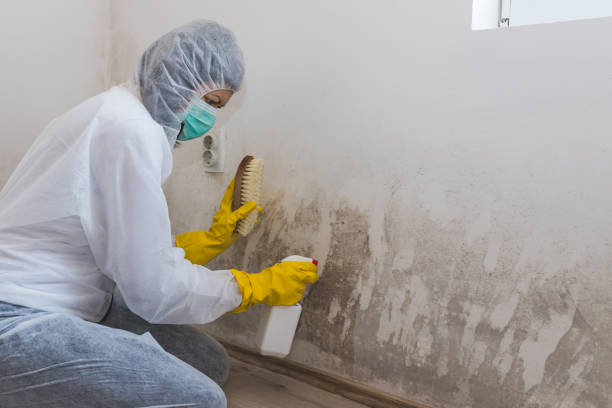 Best Comprehensive Air Testing for Mold Contaminants  in Buckhannon, WV