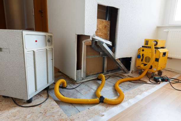 Best Basement Mold Removal  in Buckhannon, WV